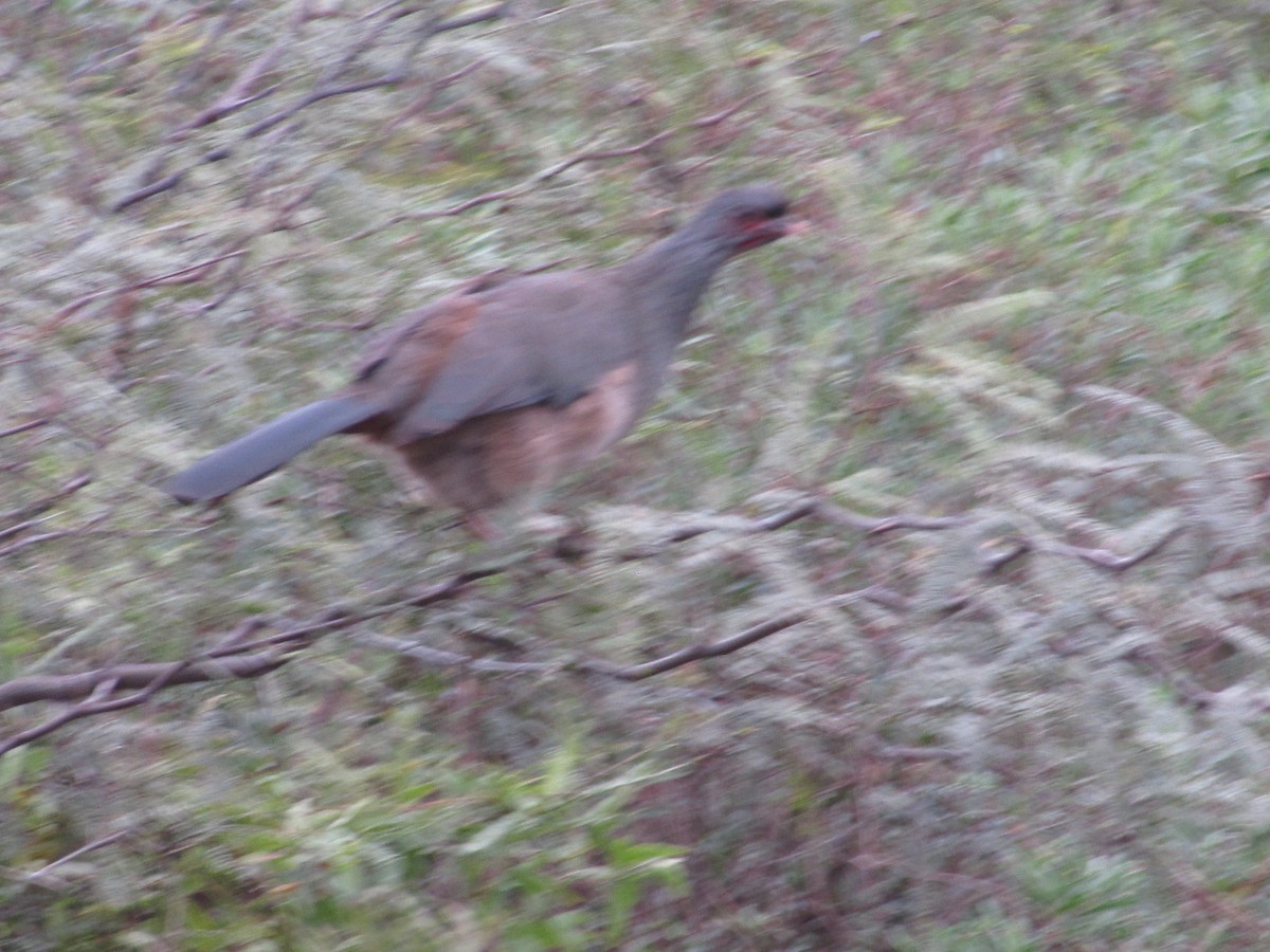 Chachalaca Charata - ML620621302