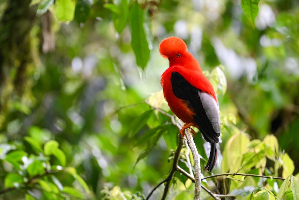 Andean Cock-of-the-rock - ML620621305