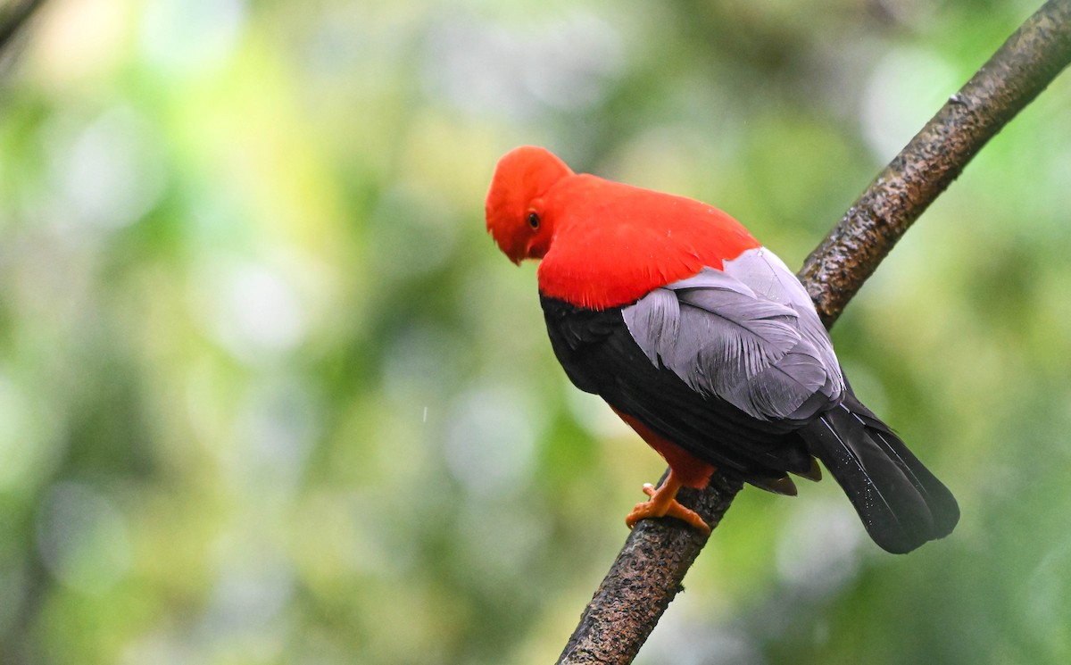 Andean Cock-of-the-rock - ML620621306