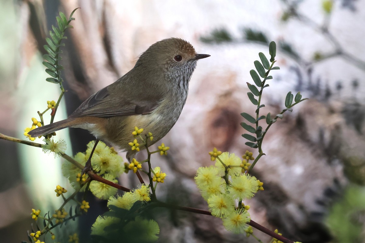 Brown Thornbill - ML620621310