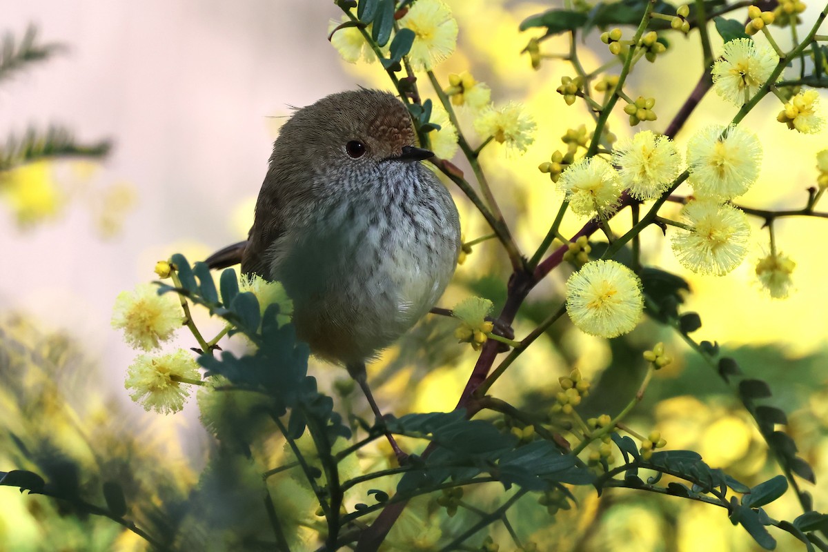 Brown Thornbill - ML620621311