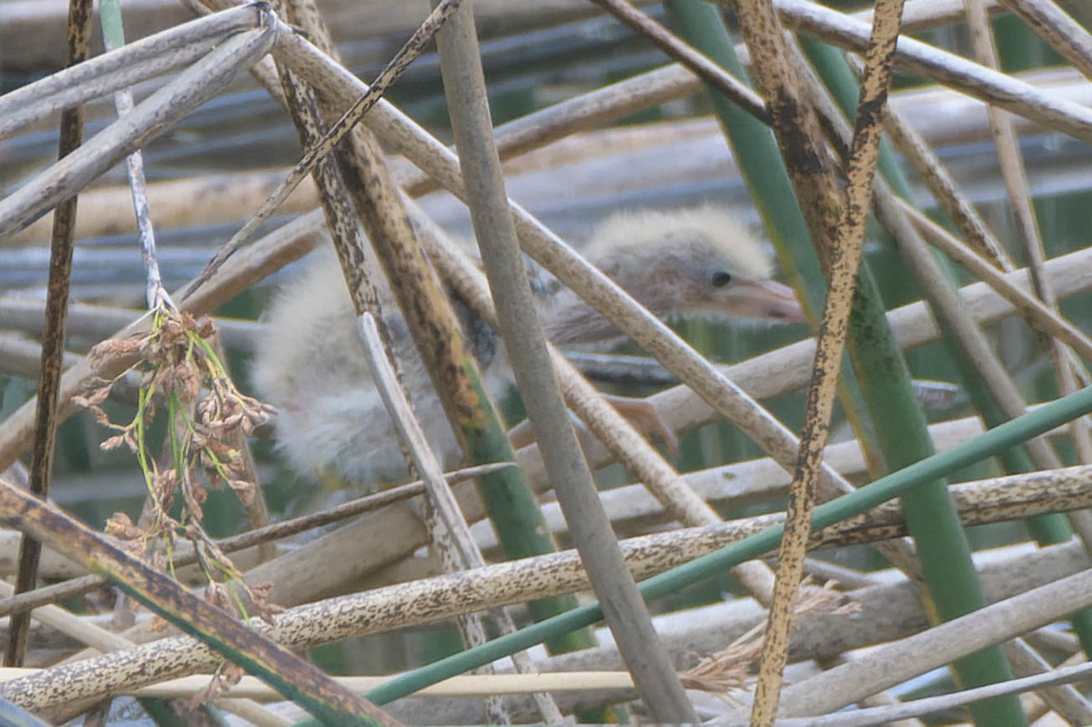 Least Bittern - ML620621312