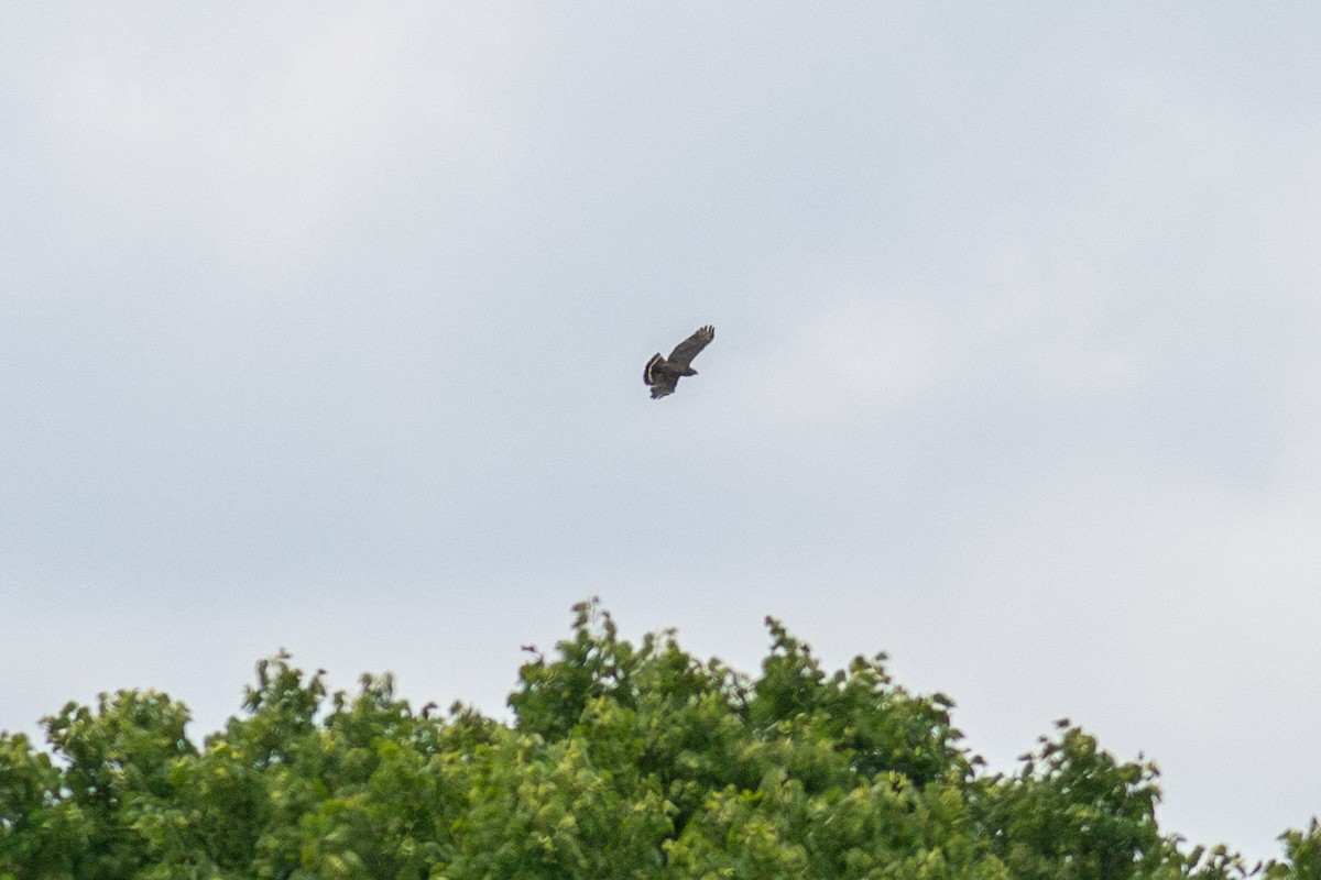 Red-shouldered Hawk (lineatus Group) - ML620621316