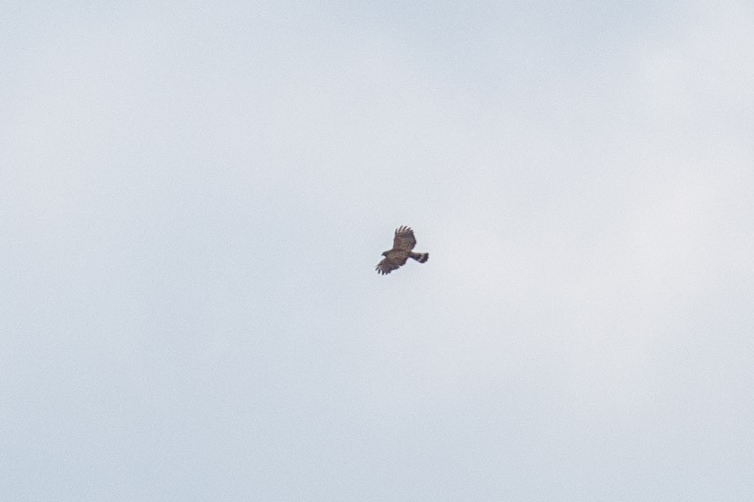 Red-shouldered Hawk (lineatus Group) - ML620621317