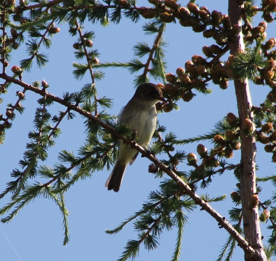 Alder Flycatcher - Brian Kinney