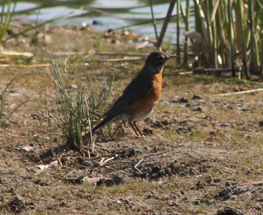 American Robin - ML620621325