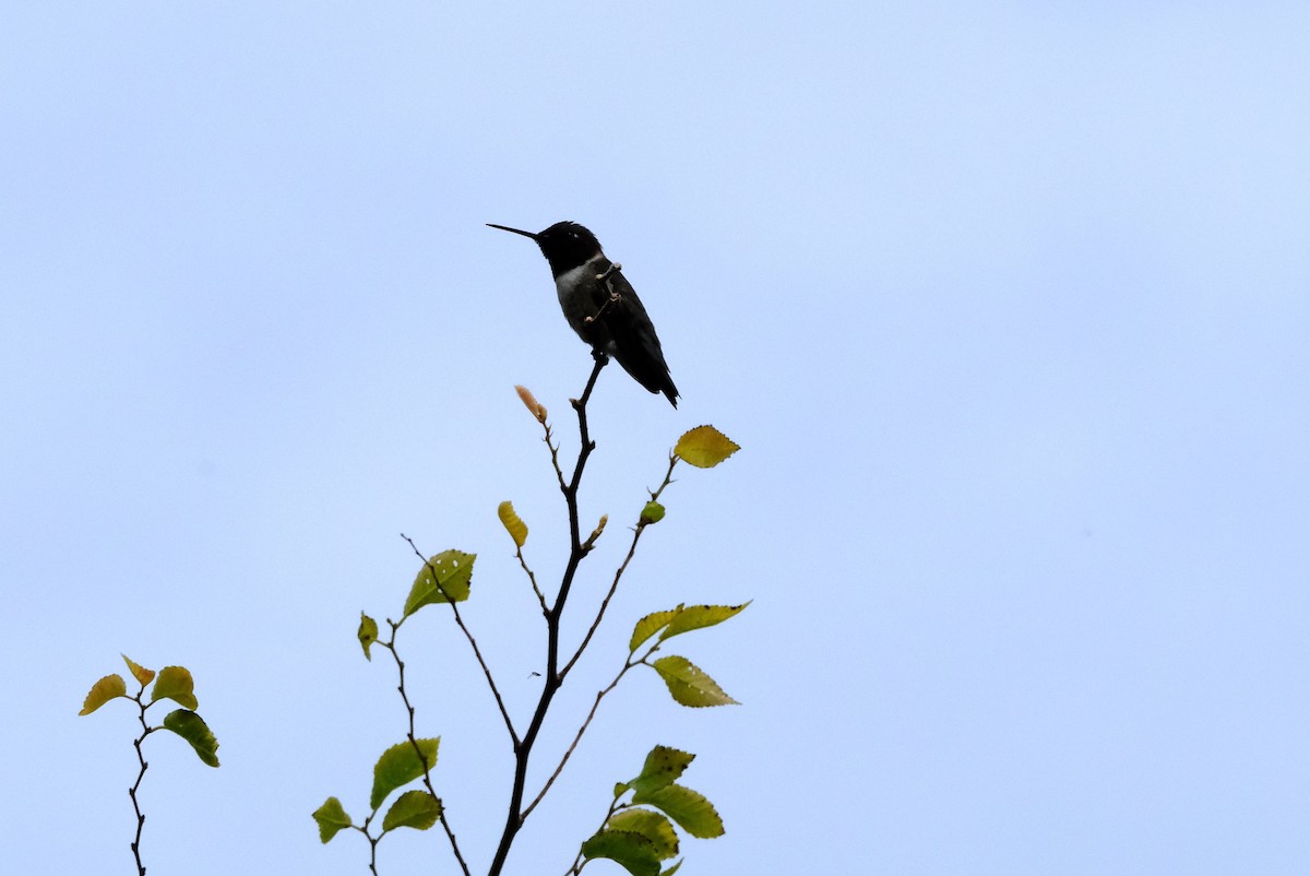 Colibri à gorge noire - ML620621333