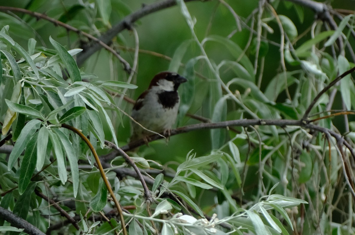 House Sparrow - ML620621341