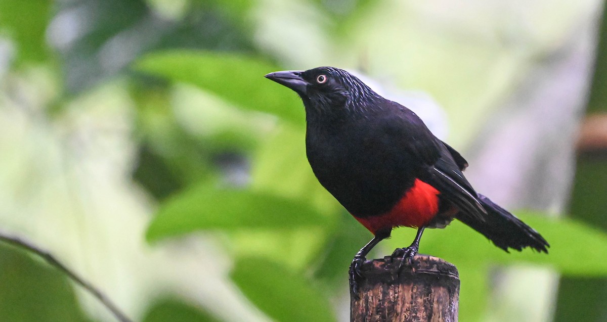 Red-bellied Grackle - ML620621342