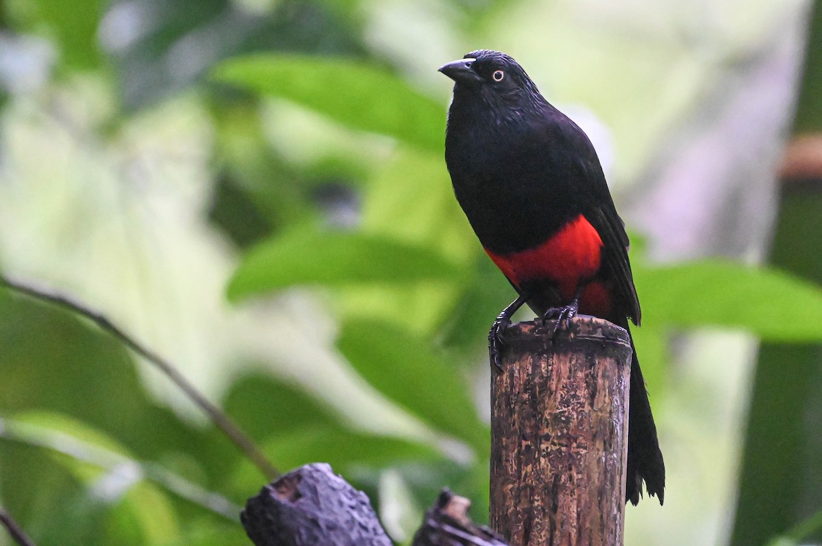 Red-bellied Grackle - ML620621344