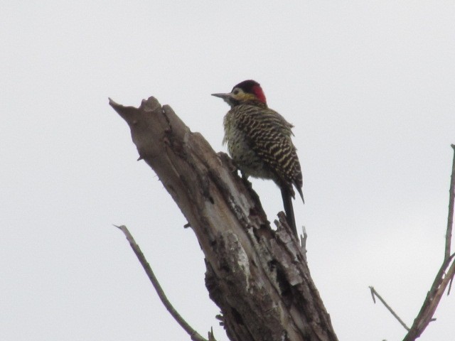Green-barred Woodpecker - ML620621347