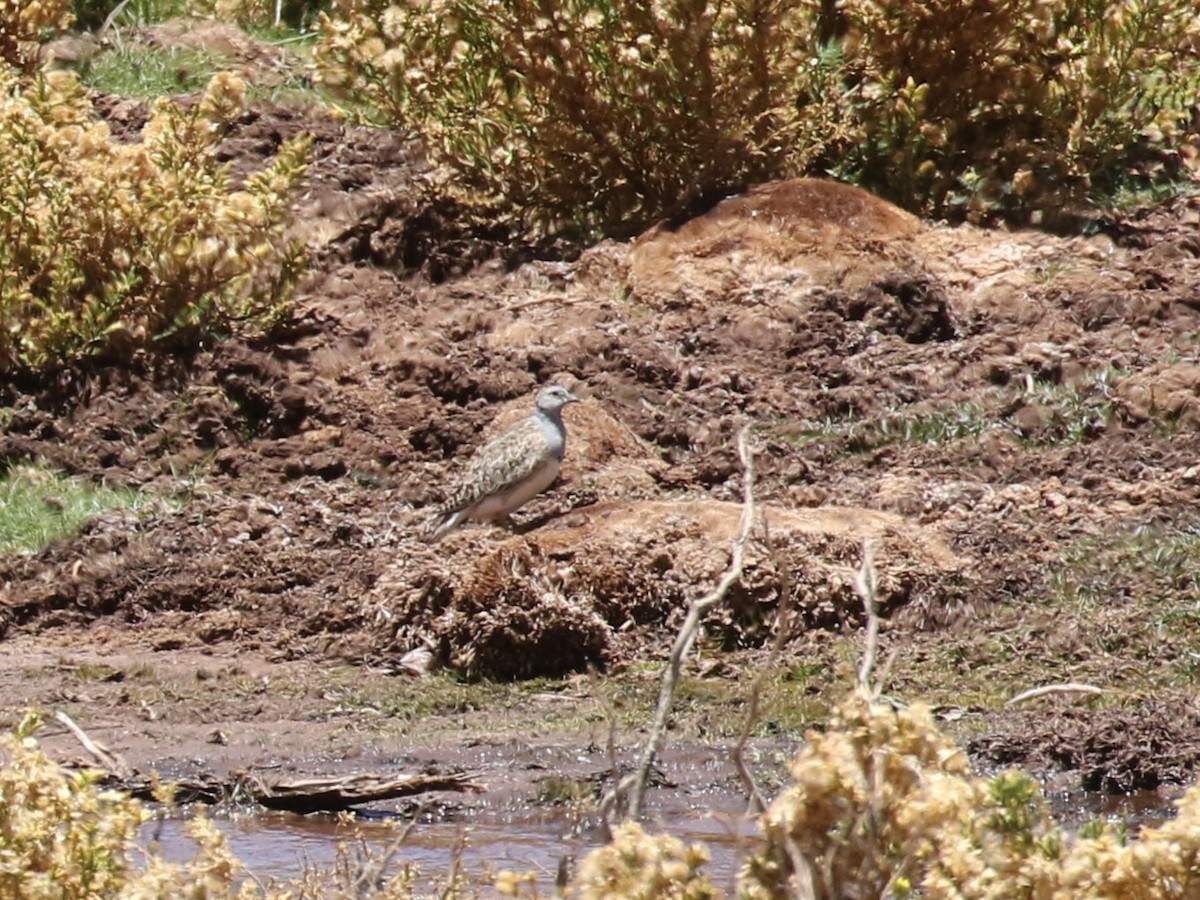 Gray-breasted Seedsnipe - ML620621356