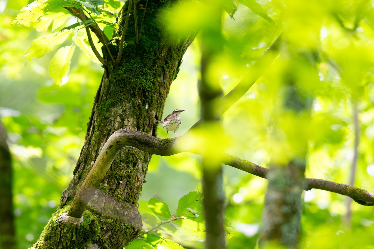 Louisiana Waterthrush - ML620621357