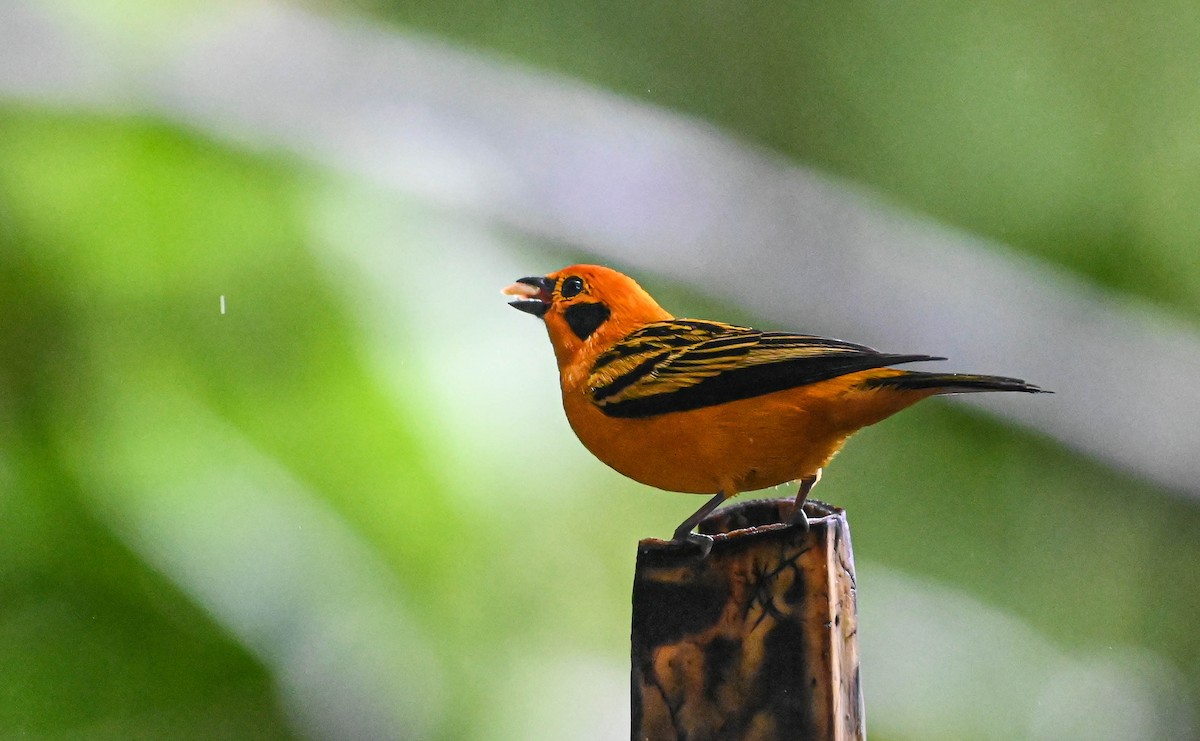 Golden Tanager - ML620621359