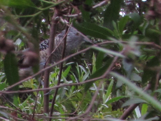 Barred Antshrike - ML620621360