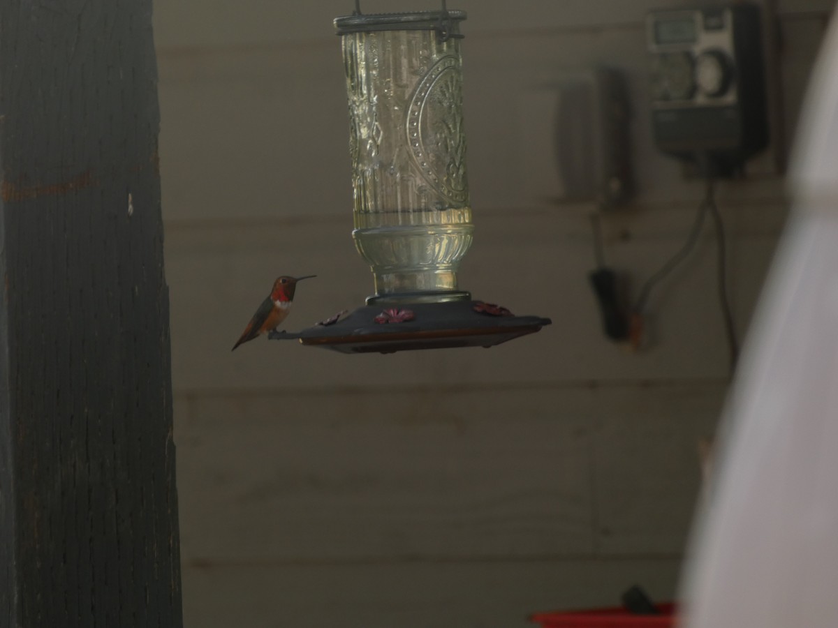 Allen's Hummingbird - ML620621361