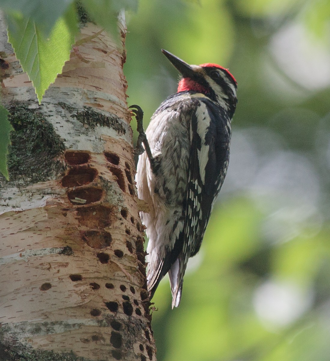 Yellow-bellied Sapsucker - ML620621363