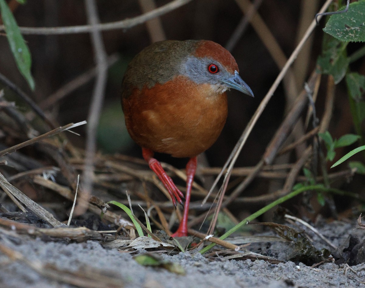 Russet-crowned Crake - ML620621368