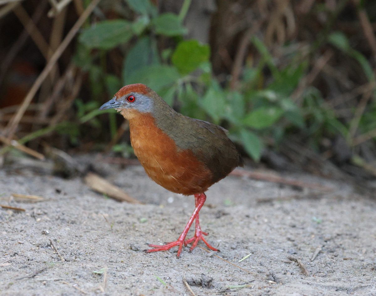 Russet-crowned Crake - ML620621370