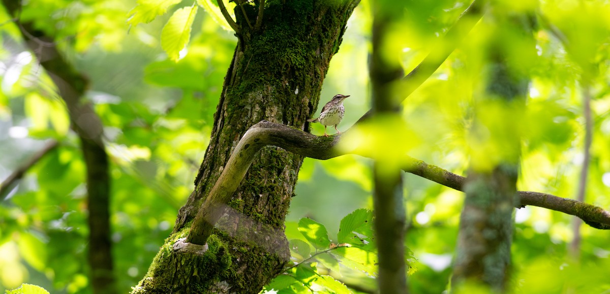 Louisiana Waterthrush - ML620621377