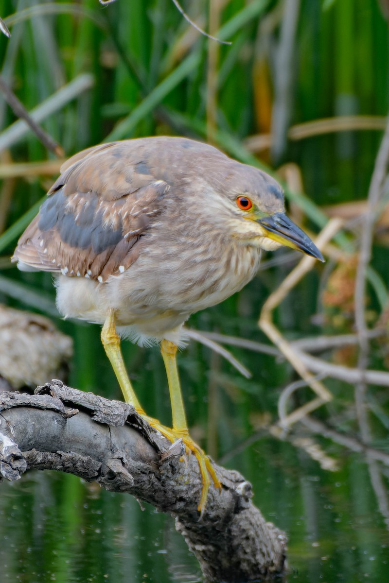 Black-crowned Night Heron - ML620621379