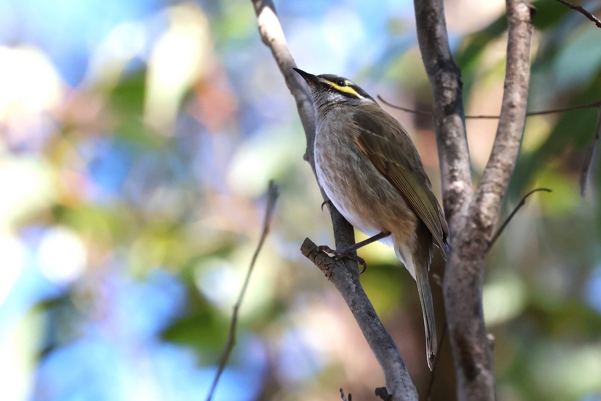 Yellow-faced Honeyeater - ML620621380