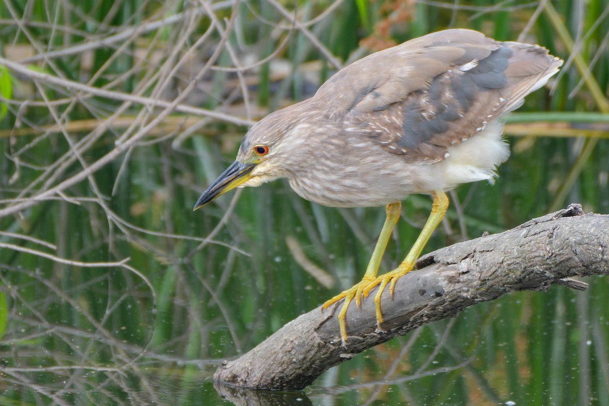 Black-crowned Night Heron - ML620621381