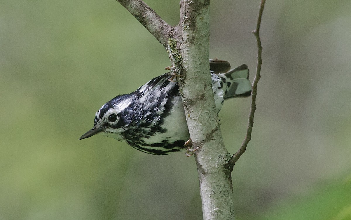 Black-and-white Warbler - ML620621382