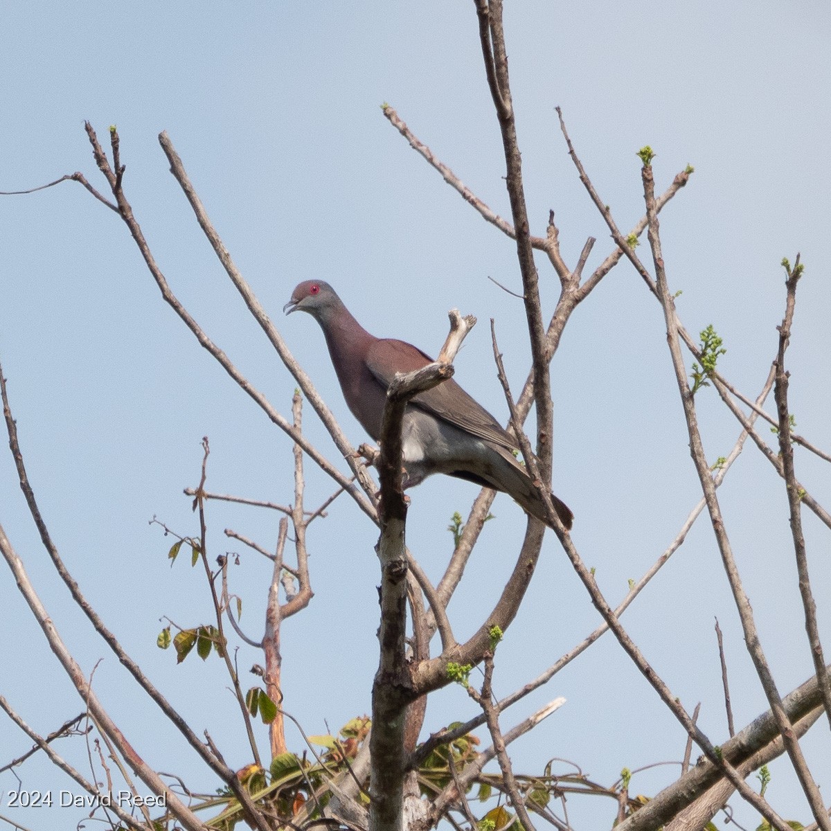 Pale-vented Pigeon - ML620621383