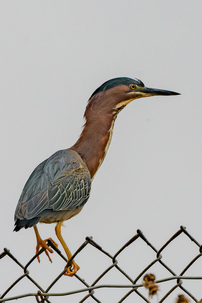 Green Heron - ML620621384