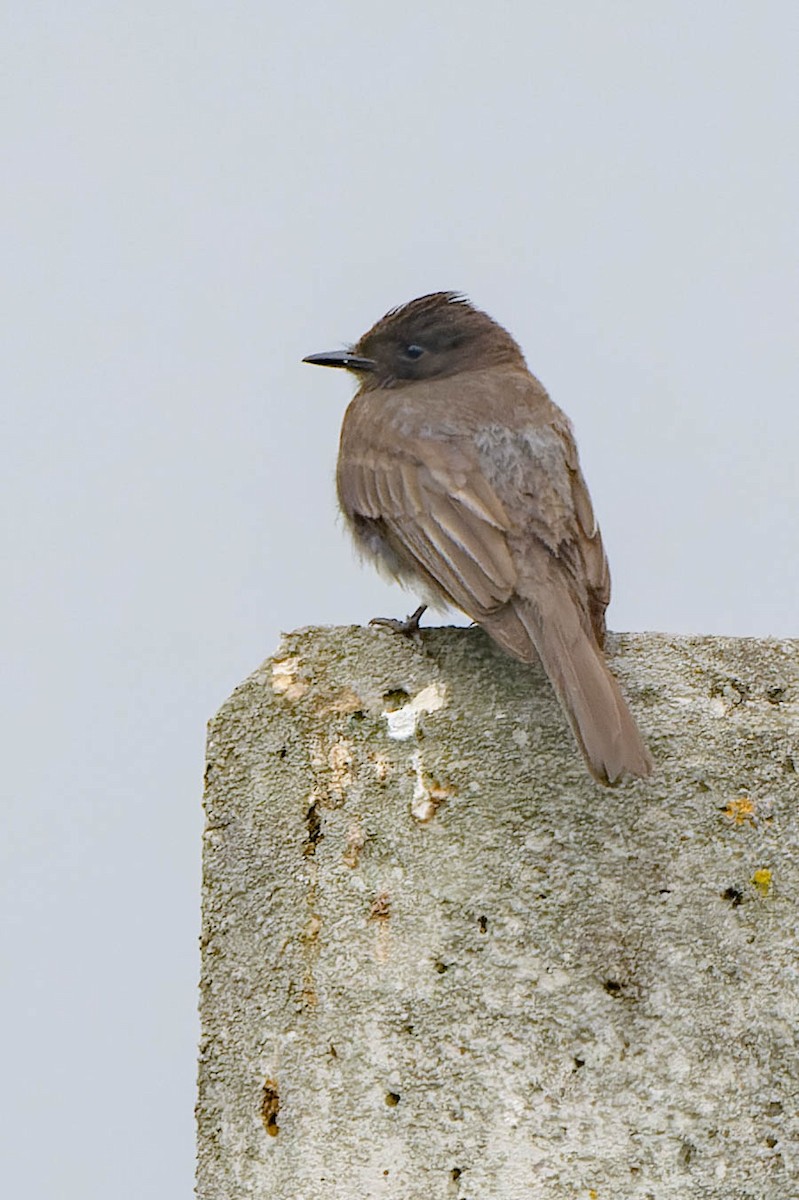 Black Phoebe - ML620621392