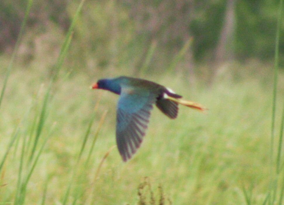 Purple Gallinule - ML620621394