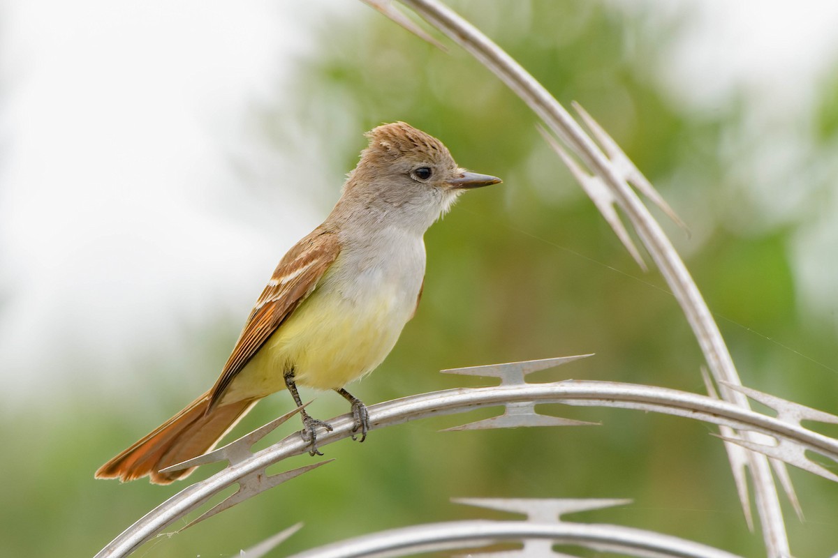 Ash-throated Flycatcher - ML620621395