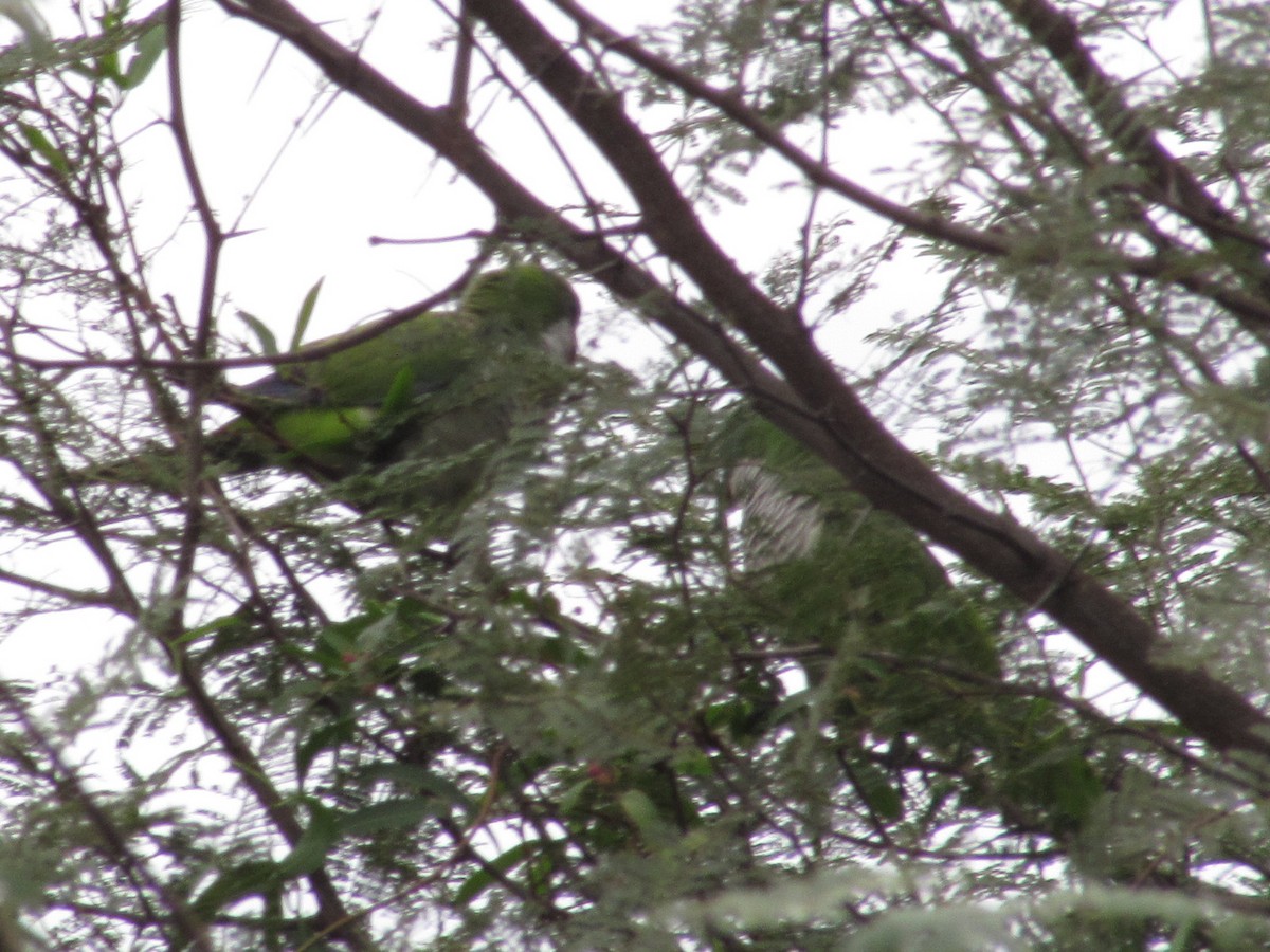 Monk Parakeet - ML620621398