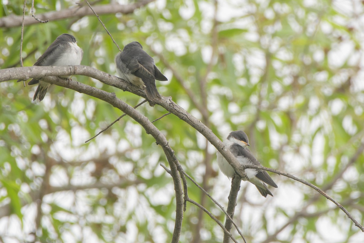 Tree Swallow - ML620621399