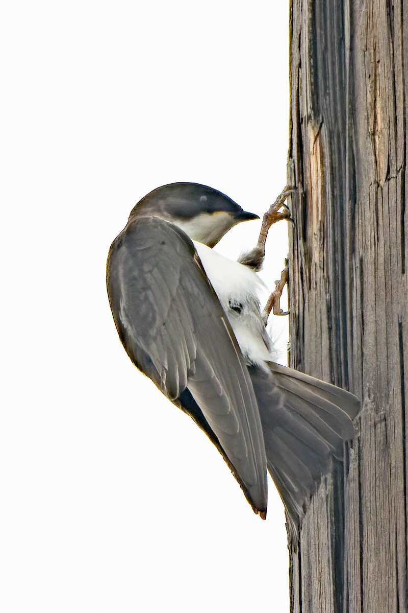 Tree Swallow - ML620621402