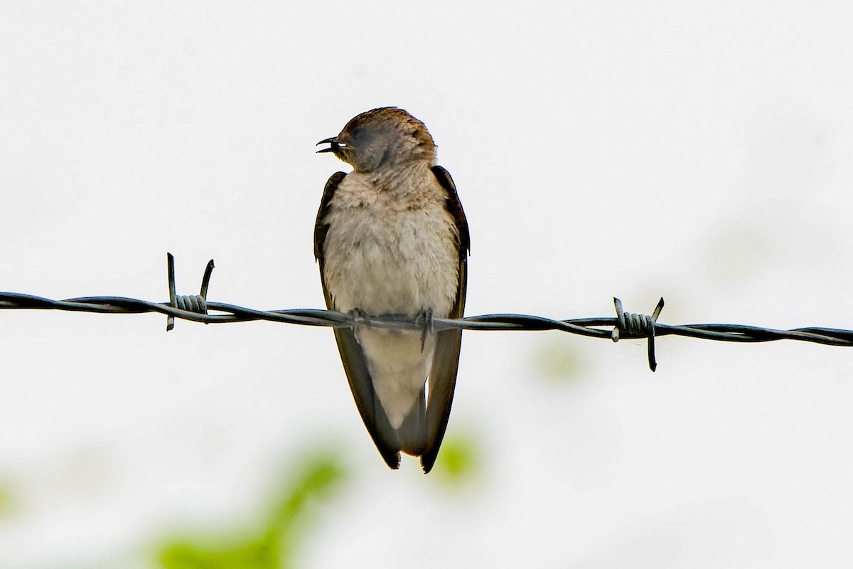 Northern Rough-winged Swallow - ML620621403