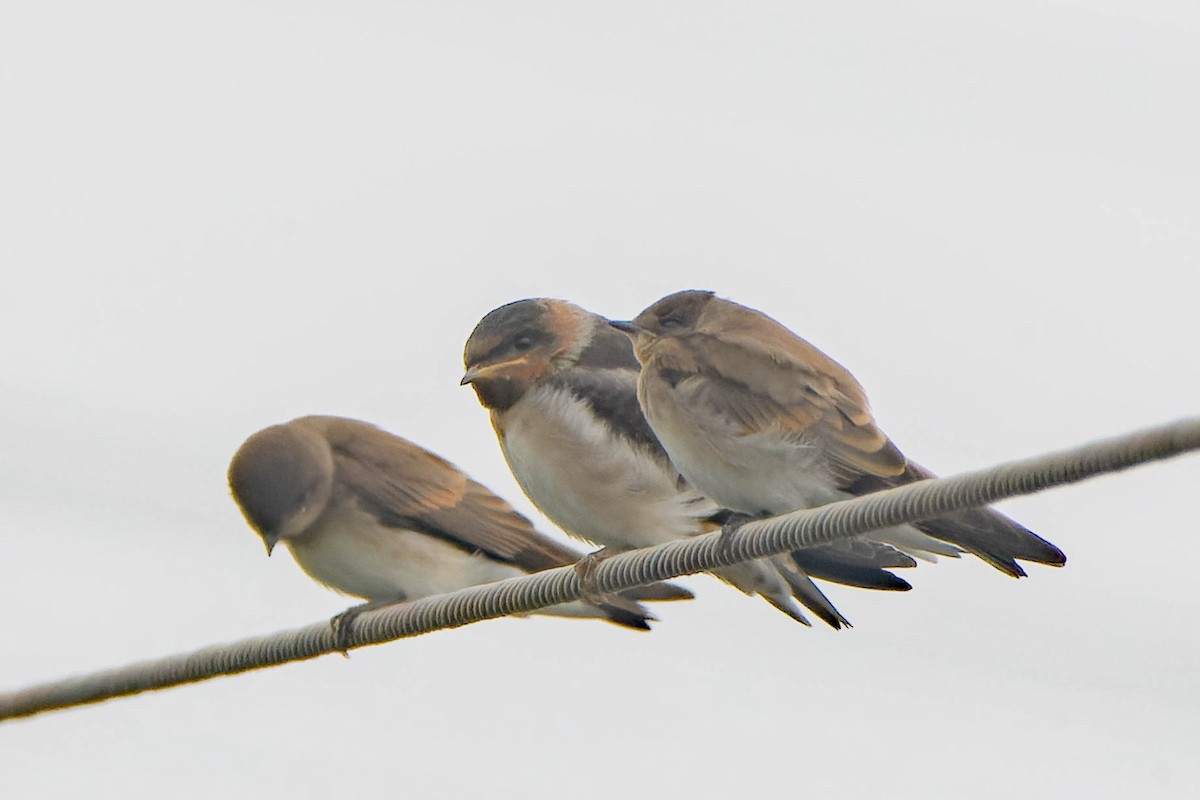 Cliff Swallow - ML620621405