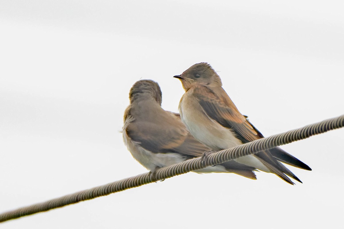 Northern Rough-winged Swallow - ML620621406