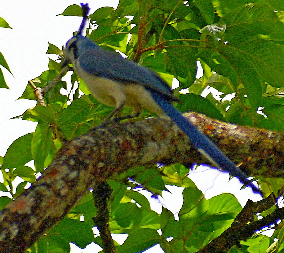 White-throated Magpie-Jay - ML620621407