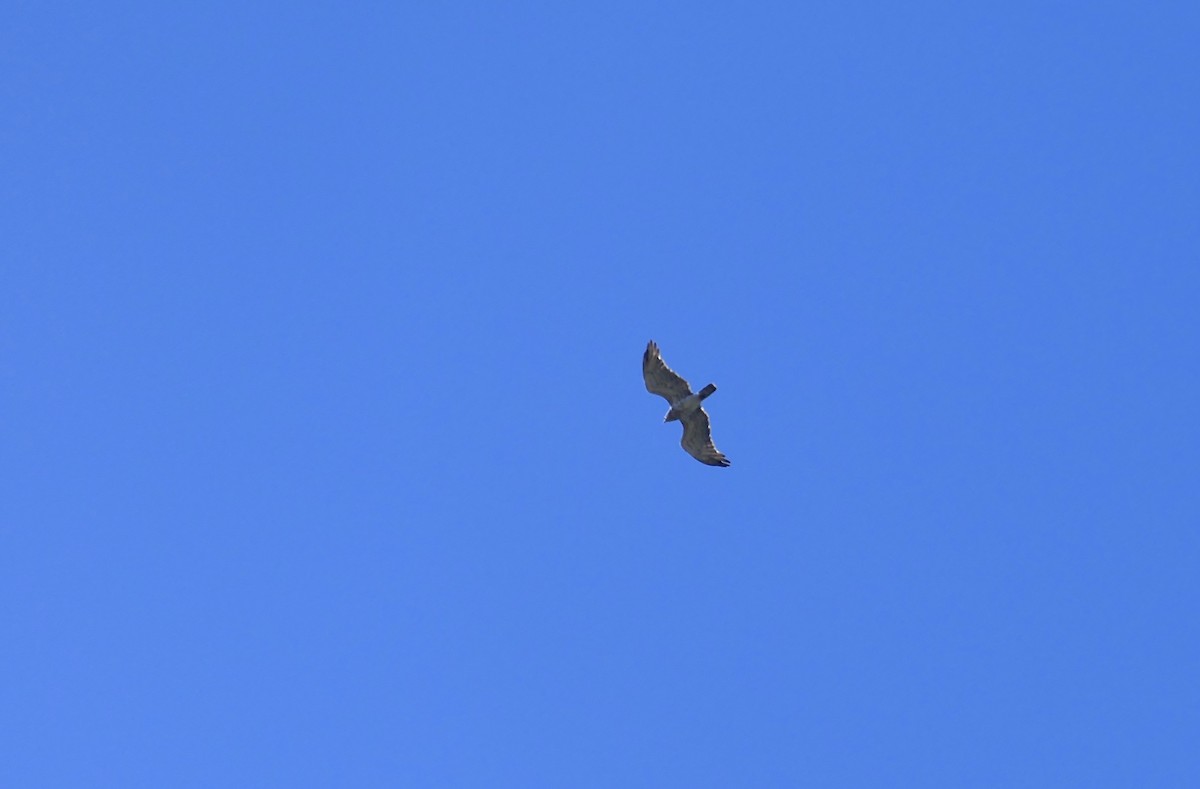 Short-toed Snake-Eagle - ML620621408