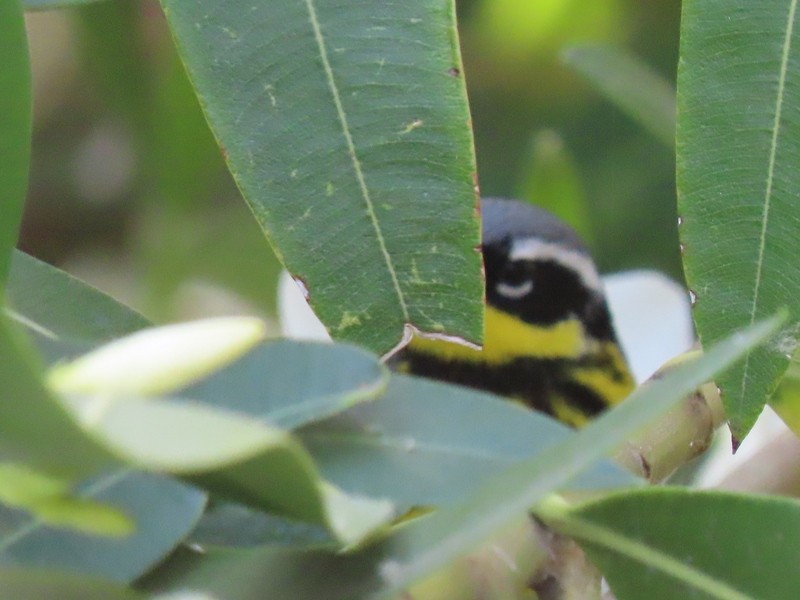 Magnolia Warbler - ML620621411