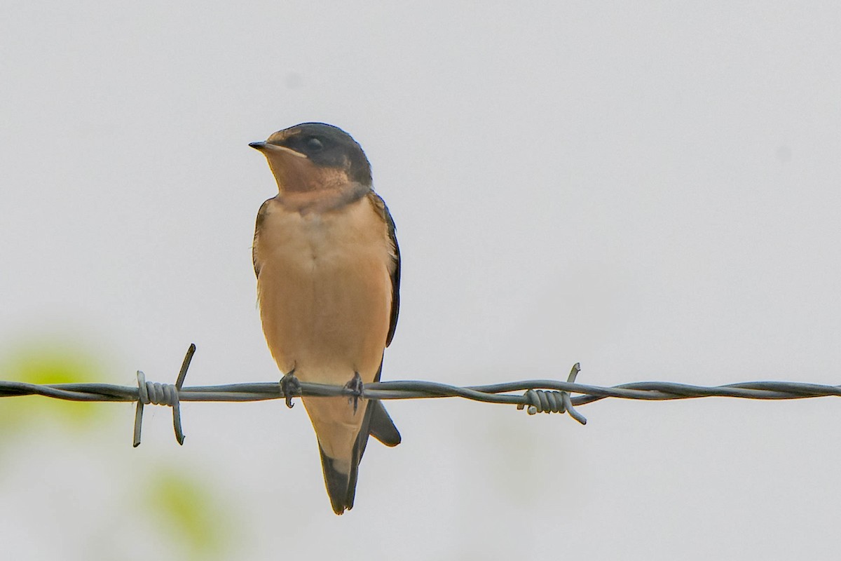 Barn Swallow - ML620621416