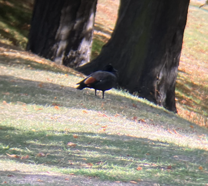 Paradise Shelduck - ML620621421