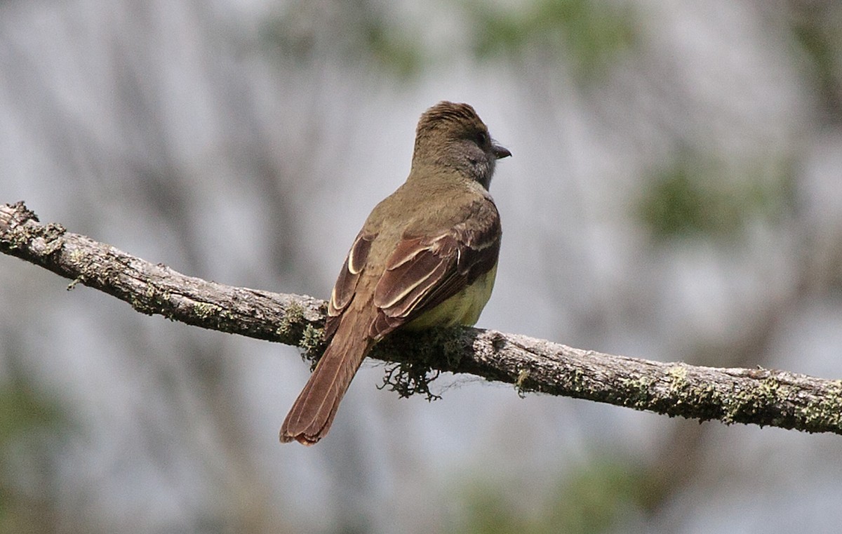 Great Crested Flycatcher - ML620621422