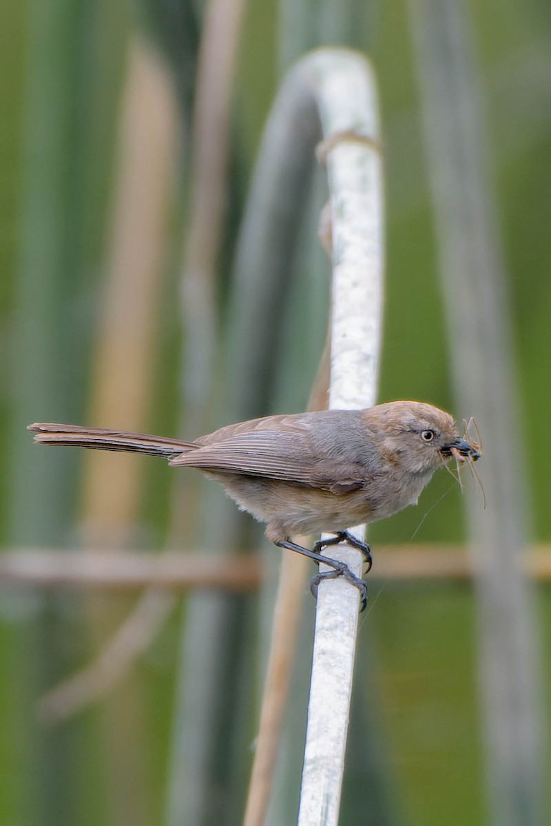 Bushtit - ML620621426