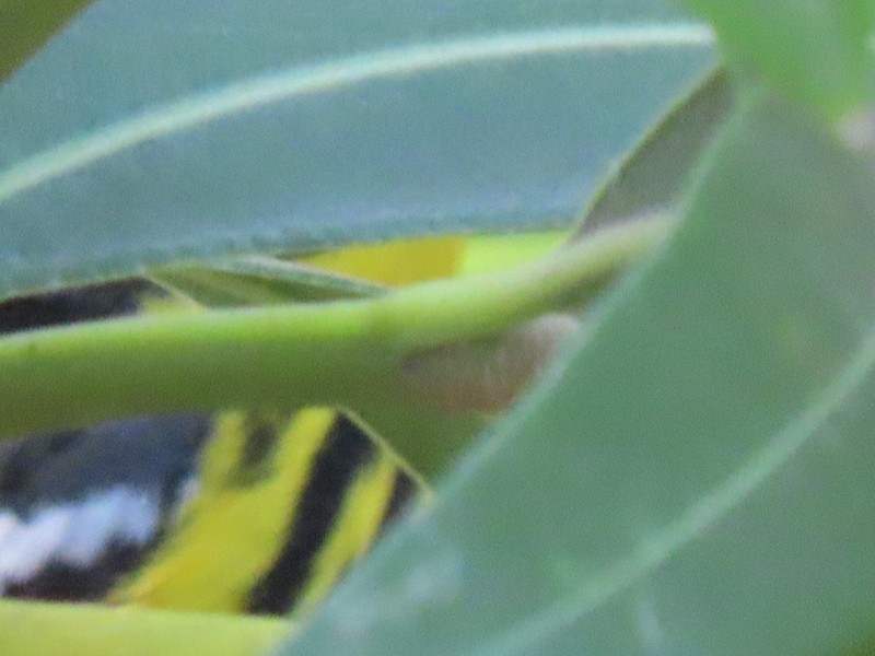 Magnolia Warbler - ML620621427