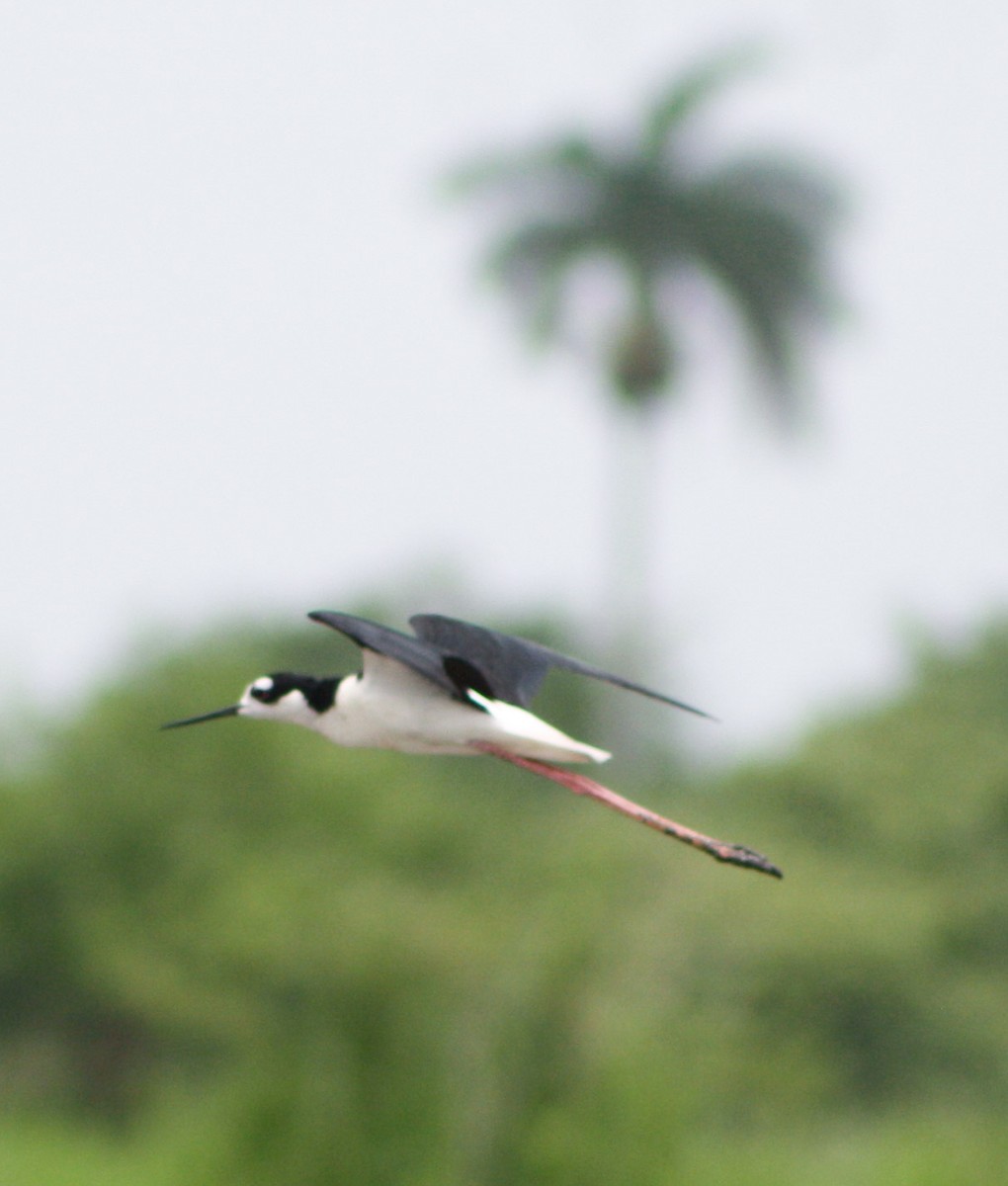 Black-necked Stilt - yuzaima ortiz