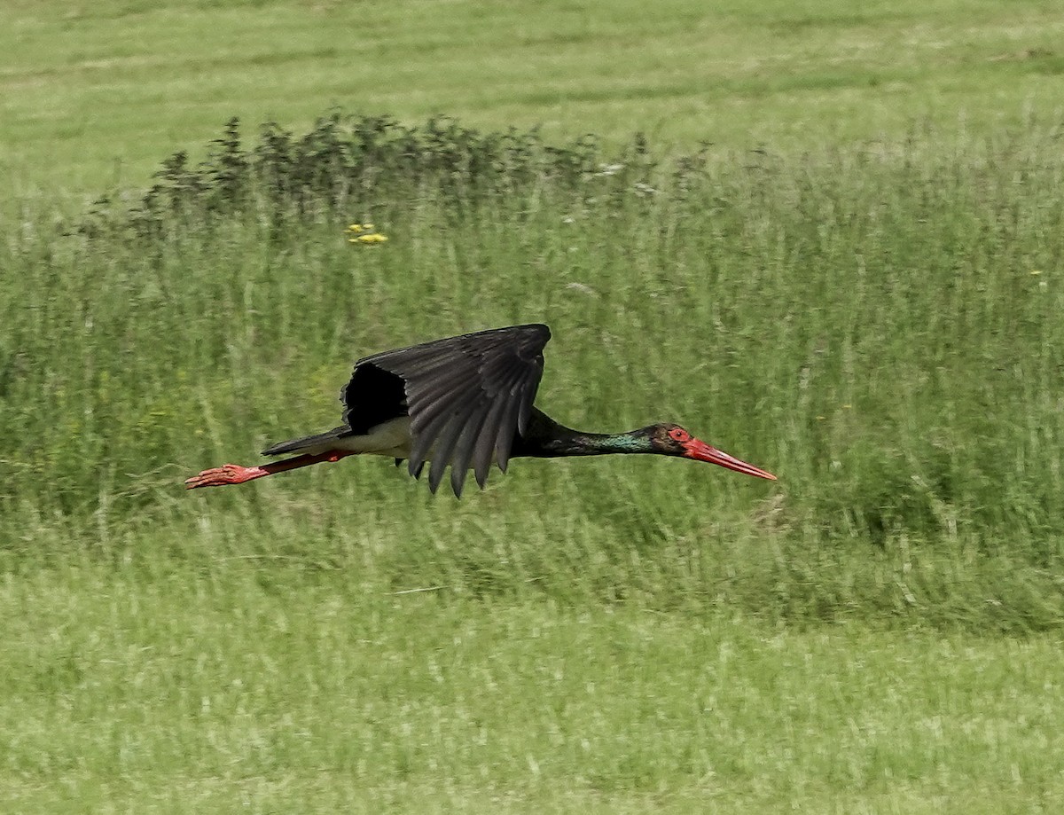 Black Stork - ML620621434