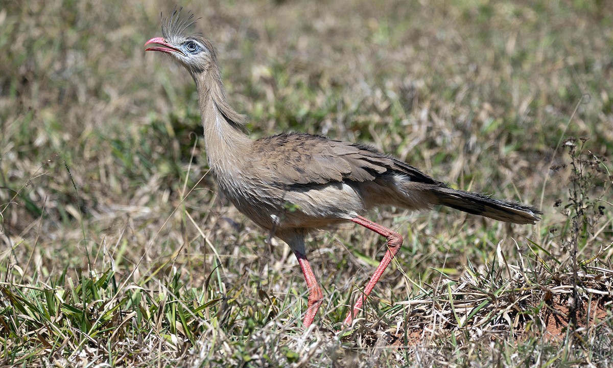 Red-legged Seriema - ML620621436